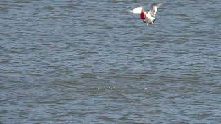 Ringbilled Gull going for a Red Solo Cup [upl. by Callery]