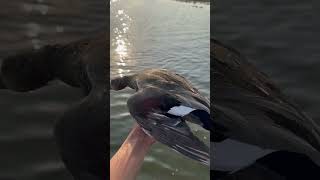 Gadwall duck duckhunter subscribe me 🦆🦆☪️🇵🇰 duckhunt [upl. by Noscire]