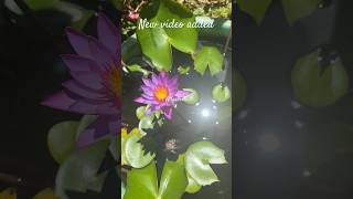 New vlog link added atlasbook dailyvlog garden gardening [upl. by Nikolaus]