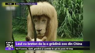 Îngrijitorii unui parc zoo suspectați că au tuns un leu și iau făcut breton [upl. by Kung]