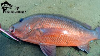 Beach Fishing And Backwater Mangrove Snapper Fishing [upl. by Virgin]