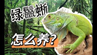 綠鬣蜥飼養指南  最全攻略（二） [upl. by Rorrys]