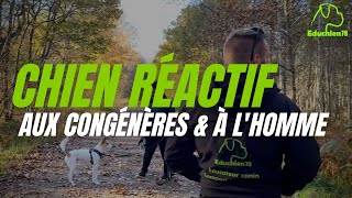 Chien réactif aux congénères et à lHomme  EDUCHIEN78 [upl. by Aubine]