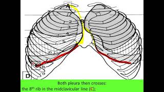 Surface marking of lung and pleura [upl. by Eluj]