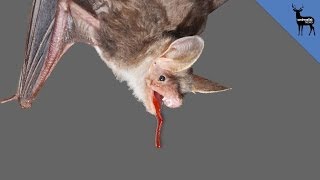 Why Bats Like Blood [upl. by Aneeled]