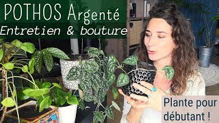 Pothos argenté  conseils entretien et bouturage [upl. by Nylaehs]