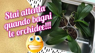 Come bagnare le orchidee Info e consigli 😊 orchidea orchid bagnare [upl. by Eioj]