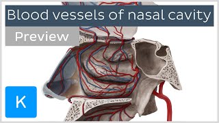 Blood vessels of nasal cavity preview  Human Anatomy  Kenhub [upl. by Nirej458]