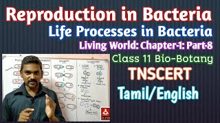 Reproduction in Bacteria  Tamil  Binary Fission  Endospore  Conjugation  Transformation [upl. by Claudell516]