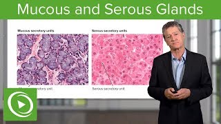 Mucous and Serous Glands – Histology  Lecturio [upl. by Arytal]