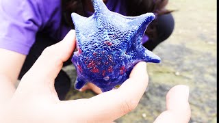 Zoe Finds Amazing Starfish In Tasmania Rock Pools [upl. by Wallie455]