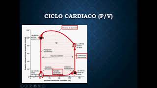 Ciclo cardíaco Presión Volumen [upl. by Andrade806]