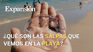 Las salpas invaden las playas del Cantábrico ¿qué son estos invertebrados [upl. by Ellesor]