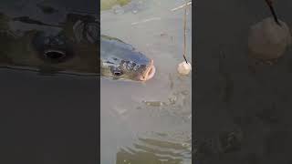 Fishing Trap 17 shorts fishing youtubeshorts [upl. by Assenyl]