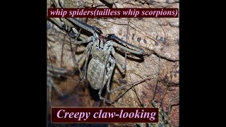 Giant Tailless Whip Scorpions  Whip spiders  Amblypygi  Demon bug  වලිගය නැති කස ගෝනුස්සා [upl. by Ives371]