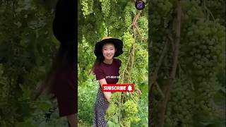 Grape growing in China 🇨🇳😱1080P HD [upl. by Ahtekahs]