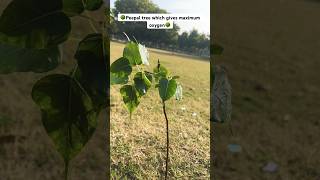 Peepal tree which gives maximum oxygen peepaltree plantingtrees savetrees treesplantsinfo [upl. by Elmo]