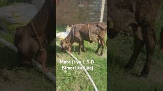 Rs kahalgoan goat farm Mata ji ya L S d bimari ka ilaaj [upl. by Niehaus]