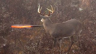 15 Archery Shots in 15 Minutes EPIC Bowhunting Highlights [upl. by Olag]