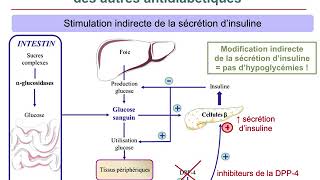 Pharmacologie AntidiabétiquesCours commenté [upl. by Ruvolo]