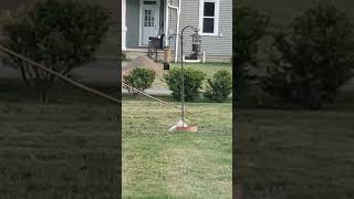 Simple squirrel proof bird feeder idea [upl. by Lechar517]