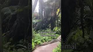 Pandora World of Avatar  Disney’s Animal Kingdom [upl. by Migeon]