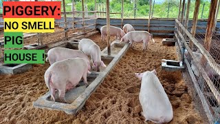 How To Make No Smell PIG HOUSE  IMO PROCESS [upl. by Mozart369]