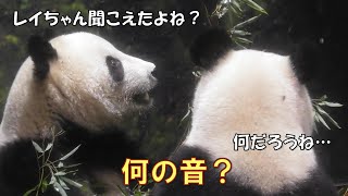 24双子パンダ仲良く揃ってフリーズフリーズ後の行動が両親そっくり！giantpanda tokyo 上野動物園 [upl. by Wisnicki]