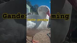 Edwin the gander [upl. by Hemingway]