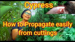 How to easily propagate Cypress from cuttings [upl. by Kyrstin]