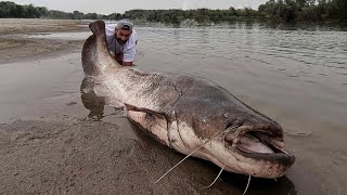 GIGANTESCO PESCE SILURO SUL GRANDE FIUME PO by Yuri Grisendi [upl. by Adolphus]