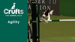 Agility  International Invitation  Large  Agility Crufts 2023 [upl. by Felise]