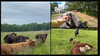 Roping 1400pound steers horseback with 310 Ranch Ropes [upl. by Deevan]