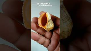 🐚cangkang kelomang Rapana venosa ukuran kecil corak warna 1✨ crabpedia hermitcrab seashell [upl. by Fenner185]