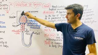 Sperm Structure amp Semen Composition [upl. by Ahsimac]