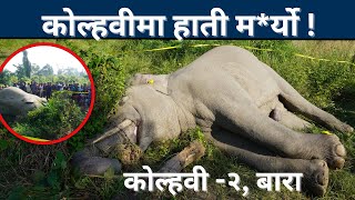 कोल्हवीमा हाती मर्यो  कसरी मृत्यु भयो अनुसन्धान भइरहेको  Elephant Dath in Kolhabi 2  Kolhabi TV [upl. by Silvester]