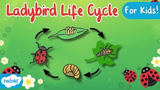 The Life Cycle of a Ladybird  Ladybird Life Cycle  Science for Kids [upl. by Ronoel]