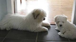 2 cute puppies having lots of fun  Coton de Tuléar [upl. by Susej758]