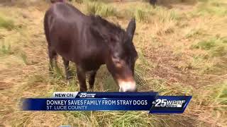 Donkey saves family from stray dogs [upl. by Codel113]