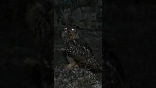 Road side owl owl birds wildbirds wildlife [upl. by Ataymik]