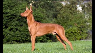 Podenco andaluz  Hogarmanía [upl. by Airehs559]