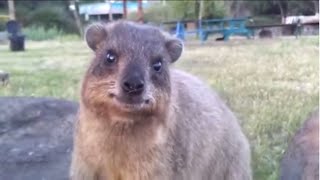 REALLY CUTE ANIMALS adorable rock hyrax chewing and going about his day [upl. by Malim896]