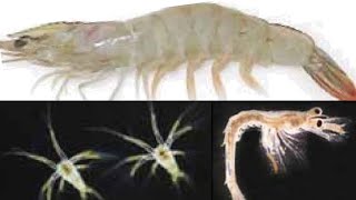 Step by Step Breeding of Indian White Shrimp  Penaeus indicus।। Shrimp Hatchery [upl. by Yliah843]