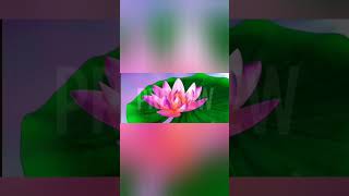 Flower Animation by using HTML and CSS youtubeshorts viralvideo html css shorts [upl. by Nanice672]