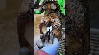 Cow leg repairing treat dermatitis shortsfeed shortvideo cowvideos [upl. by Karylin]