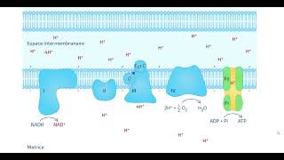 Le fonctionnement de la chaine respiratoire animation [upl. by Mahgem]