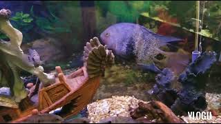 Black belt cichlid the jerk is in time out he was put in a 55 gallon tank for being a jerk [upl. by Lancelot]