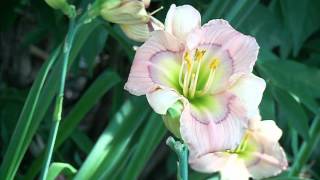 hybridizing daylilies at Gardens Plus [upl. by Collen]