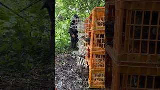 Releasing pheasant poults into the woodland pen gameshooting [upl. by Aible]