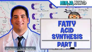 Metabolism  Fatty Acid Synthesis Part 2 Updated [upl. by Feeney56]